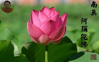 心是莲花91,探寻心灵净化的奥秘之旅